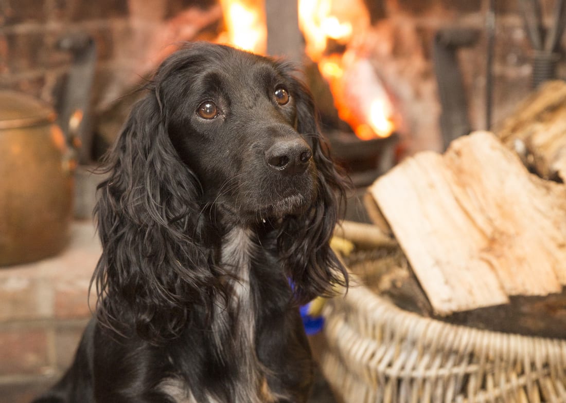 Dogs are welcome — a spaniel by the log fire